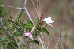 Pachypodium saundersii