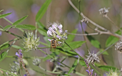 Eucera gracilipes