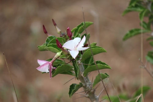 Pachypodium saundersii