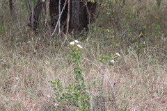 Pachypodium saundersii