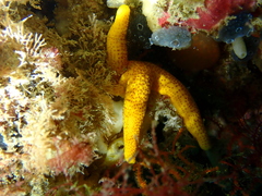 Fromia polypora