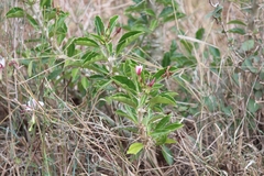 Pachypodium saundersii