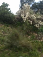 Retama monosperma