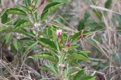 Pachypodium saundersii
