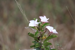 Pachypodium saundersii