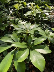 Heptapleurum arboricola