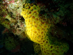 Holopsamma