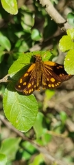 Metisella metis metis