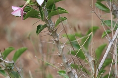 Pachypodium saundersii