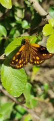 Metisella metis metis