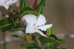 Pachypodium saundersii