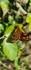 Metisella metis metis