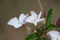 Pachypodium saundersii