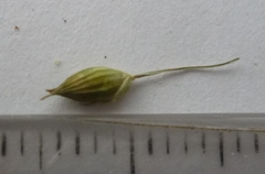 Panicum miliaceum miliaceum