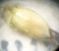 Panicum miliaceum miliaceum