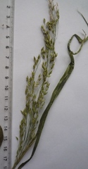 Panicum miliaceum miliaceum