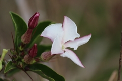Pachypodium saundersii