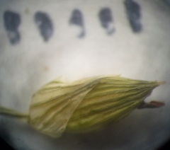 Panicum miliaceum miliaceum