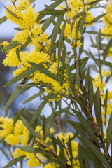 Acacia barringtonensis