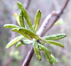 Olearia bullata