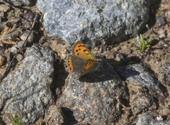 Lycaena phlaeas phlaeas