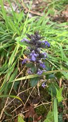 Ajuga reptans