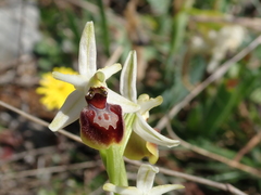 Ophrys sphegodes