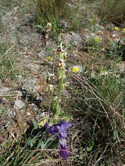Ophrys sphegodes