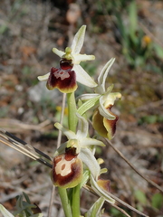 Ophrys sphegodes