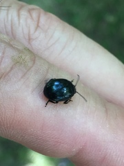 Chrysolina haemoptera