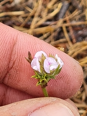 Psoralea uncinata