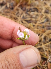 Psoralea uncinata