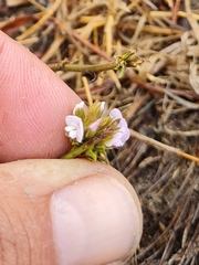 Psoralea uncinata