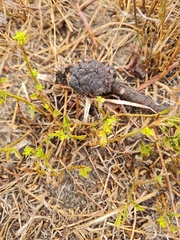 Psoralea uncinata