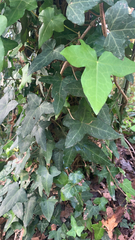 Hedera helix