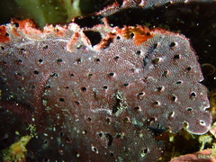 Adeona grisea