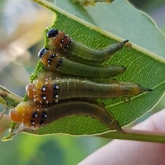 Lophyrotoma interrupta