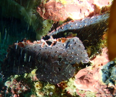 Adeona grisea