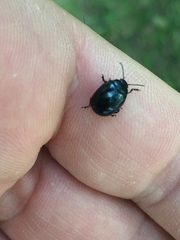 Chrysolina haemoptera