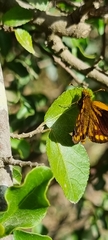 Metisella metis metis