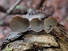 Banksiamyces macrocarpus