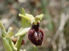 Ophrys sphegodes