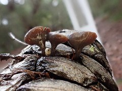 Banksiamyces macrocarpus