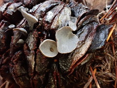 Banksiamyces macrocarpus