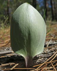 Fritillaria affinis