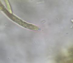 Banksiamyces macrocarpus