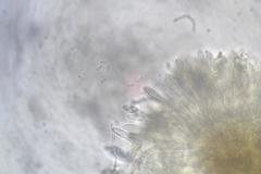 Banksiamyces macrocarpus