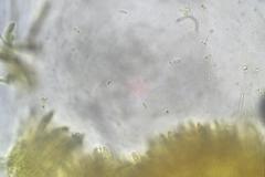 Banksiamyces macrocarpus