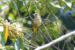Pycnonotus flavescens