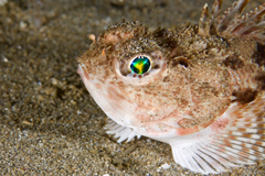 Maxillicosta scabriceps